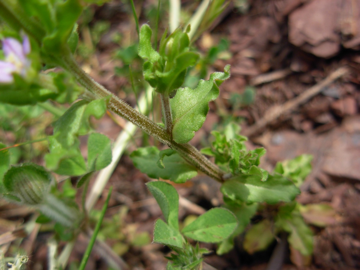 Legousia hybrida / Specchio di Venere ondulato